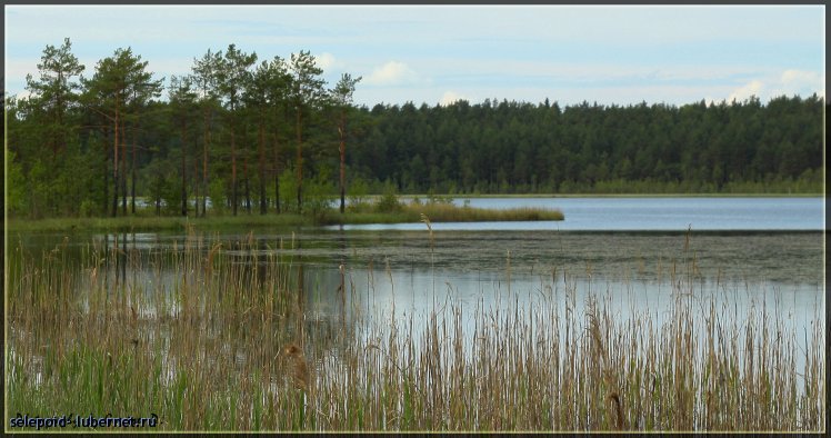 Фотография: Озеро д. Дальняя, пользователя: selepoid