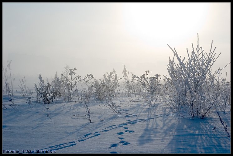 Фотография: Мороз-и-солнце.jpg, пользователя: Евгений_1468