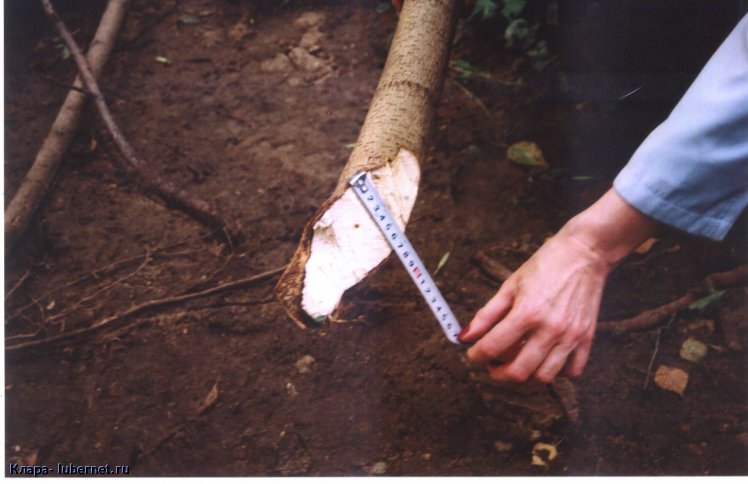 Фотография: Диаметр ствола  срубленного дерева больше 5 см (характерного для подлеска).jpg, пользователя: Клара