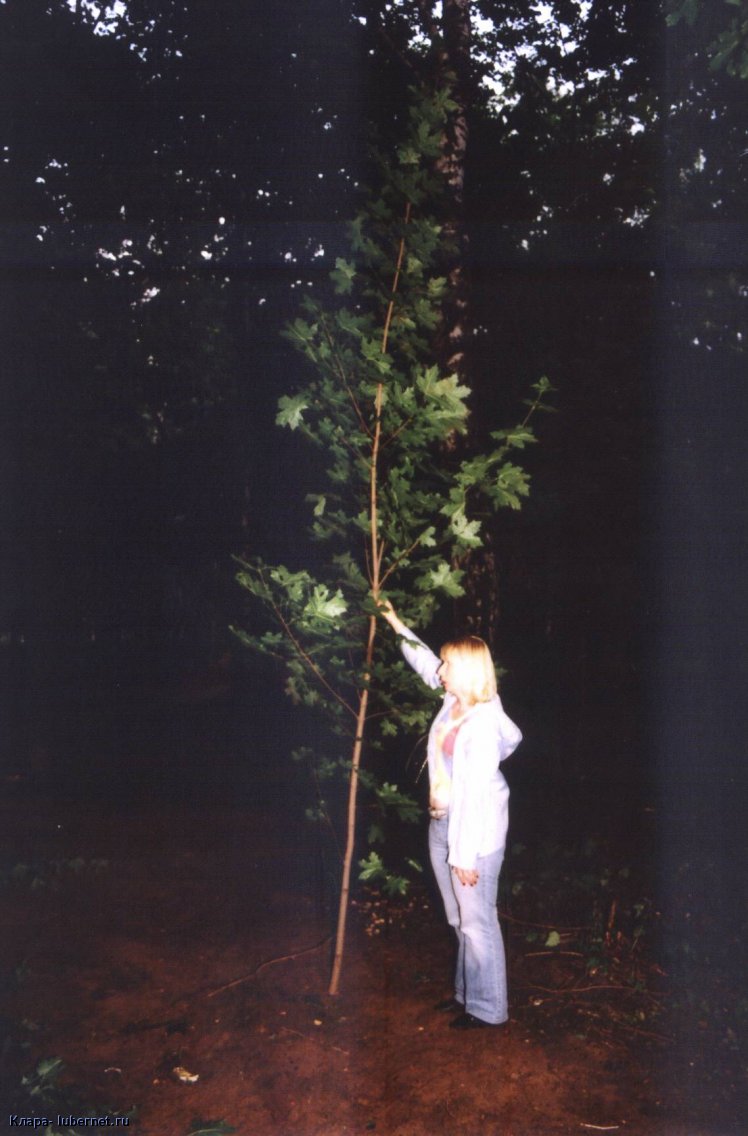 Фотография: Клён высотой 5 метров срублен в Наташинском парке как подлесок.jpg, пользователя: Клара