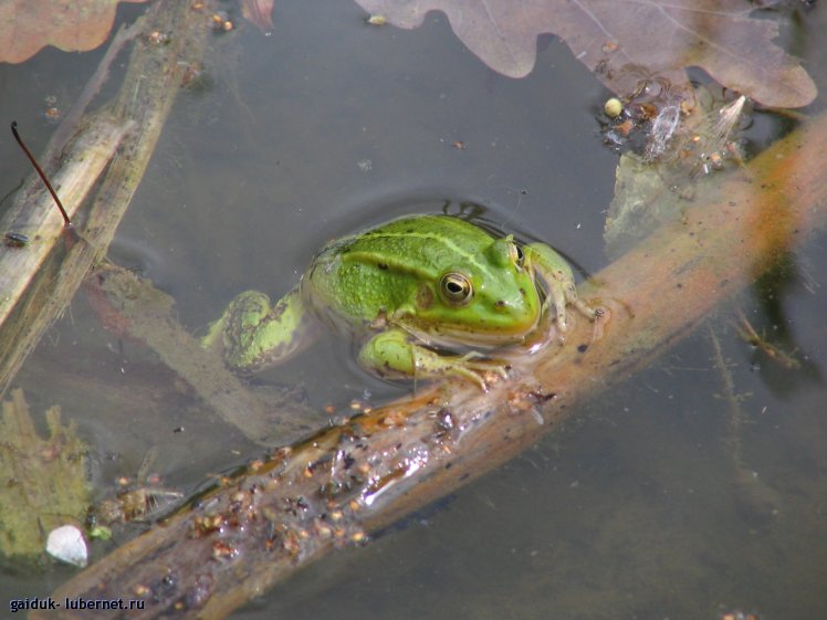 Фотография: царевна-лягушка, пользователя: gaiduk