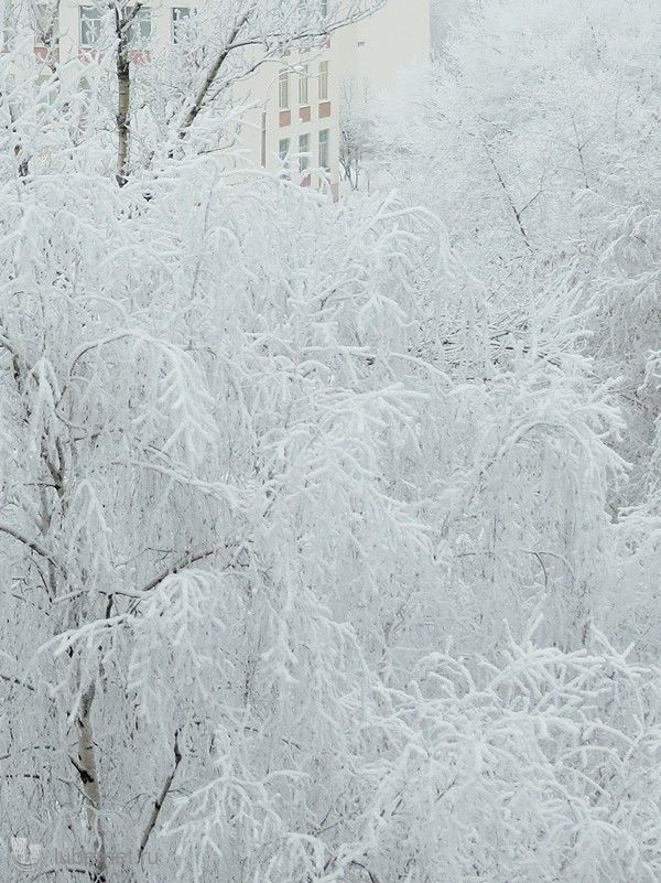 Фотография: Зима!, пользователя: ЛСВ