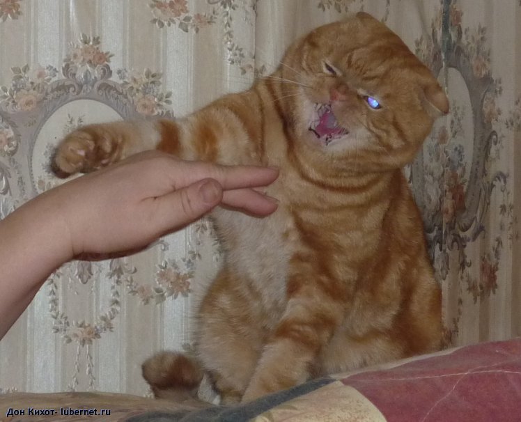Фотография: Хищник2.JPG, пользователя: Доктор Ливси
